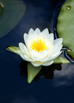 closeup shot of a White water lily in a pond