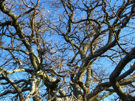 image of some oak branches in a blue sky