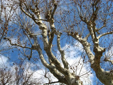 image of some branches of plane trees in the blue sky