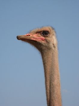 an image of an ostrich head over a blue sky background