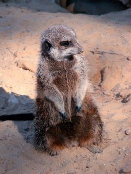 an image of a suricate watching around