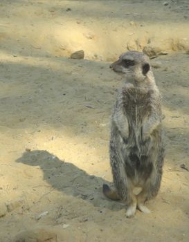 an image of a suricate watching around