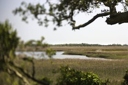 Marsh landscape on Bald Head Island, North Carolina.