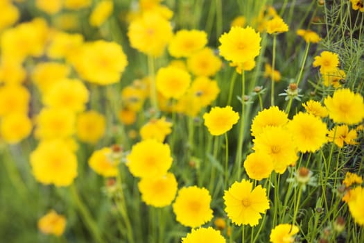 Yellow flowers growing wild.