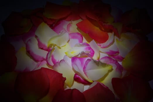 Pink, yellow and white rose petals brightly lit in the center fading to black