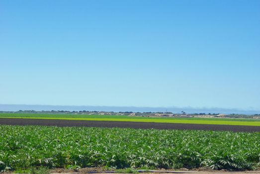 Artichoke and lettuce crops separated by land ready for new planting in californias coastal farmland.