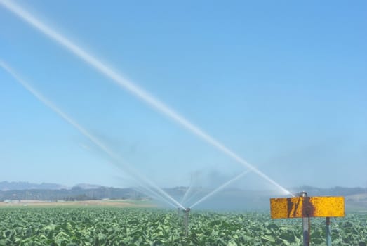 Automatic sprinklers water cabbage crops in californias coastal farmlands.