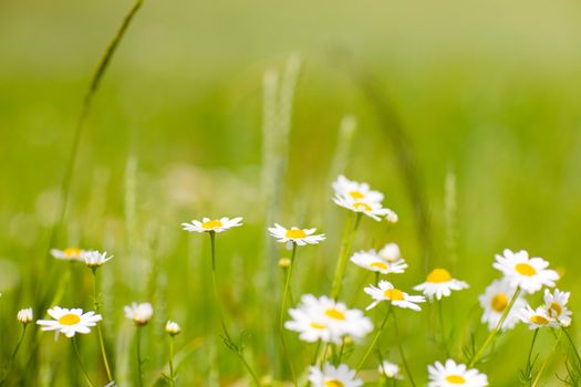 small flowers of chamomile