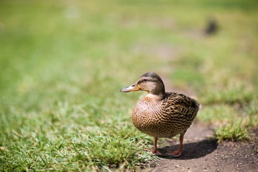 duck on the path