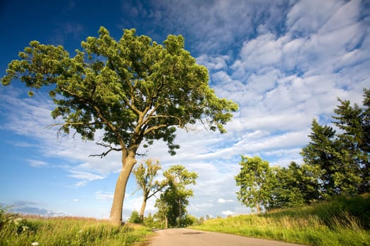 tree near the road and blue sky