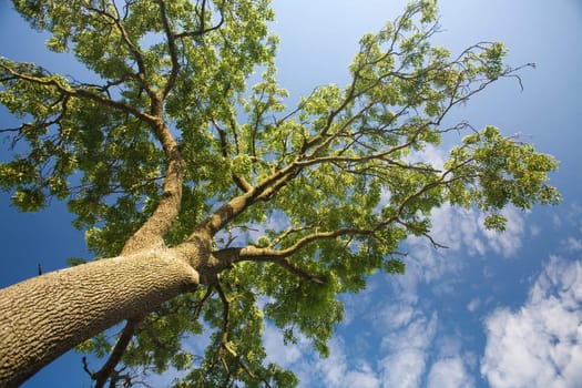 crown of the tree and blue cloudy sky