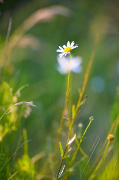 small flower of chamomile
