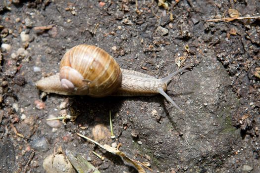 snail on the road