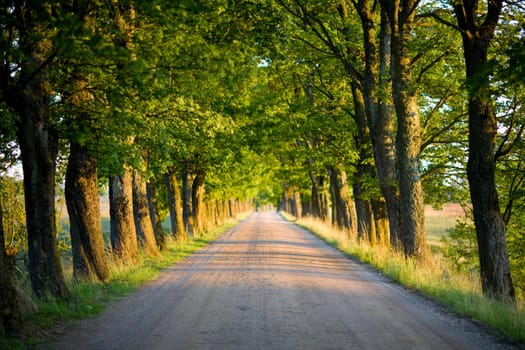 tunnel of green trees on sunlight