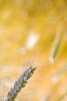 ear of wheat on the yellow background