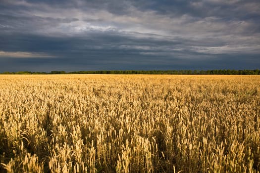 field of wheat and grey sky