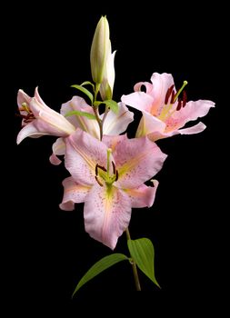 Vertical spray of pink lilies, isolated on black with clipping path