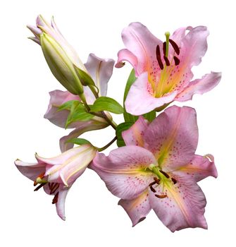 Spray of pink lilies, isolated on white with clipping path
