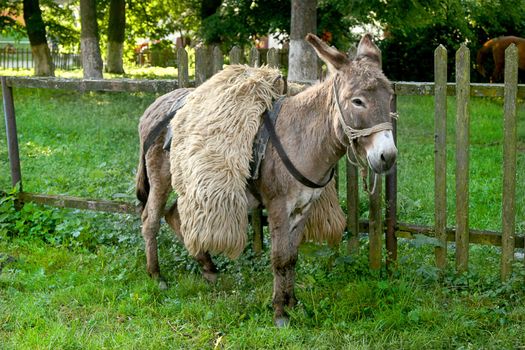 A donkey stands in front of a fenced