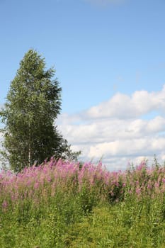 The landscape, willow-herb  and birch. Nature, year day