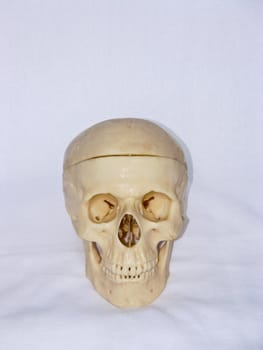 The image of a skull of the person on a homogeneous background