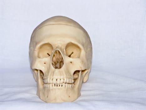 The image of a skull of the person on a homogeneous background