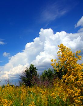 summer yellow flowers and clouds