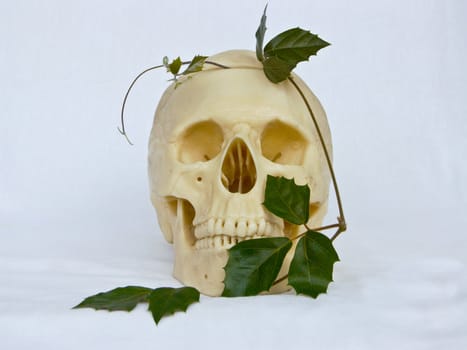 The image of a skull of the person and an ivy