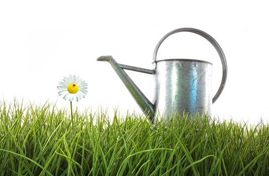 Old watering can in grass with white