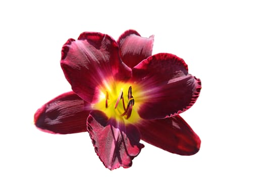 The red flower day-lily, macro photo. Isolated