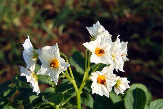 potatoes involucre blooming flowers on bush