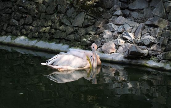 pelican, pair, love, friendship, family, bird, pond, water, floats
