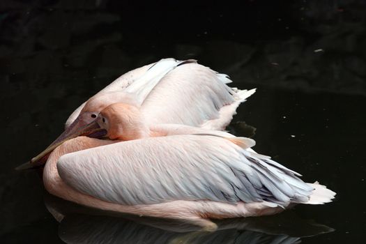 pelican, pair, love, friendship, family, bird, pond, water, floats