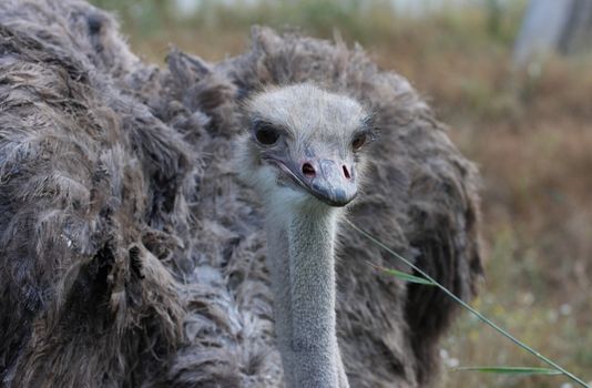 ostrich, head, feathers, looks, bird