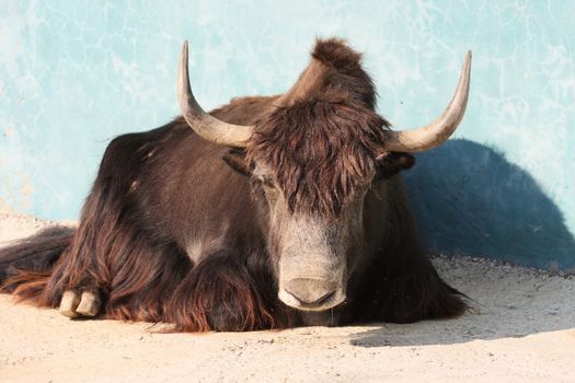 buffalo, horns, bull, animal, lays, hoof