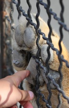 hand, finger, paw, grid, touch, lioness