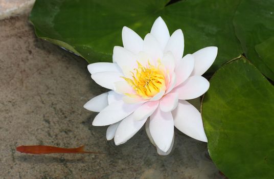 flower, lotus, leaves, pond, fish, water