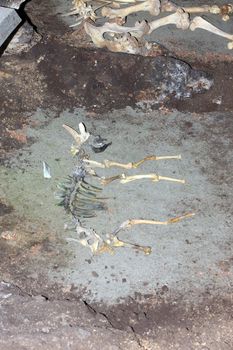 bones, skeleton, animal, remains, archaeology, cave, earth 