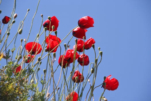 Poppies against a blue sky