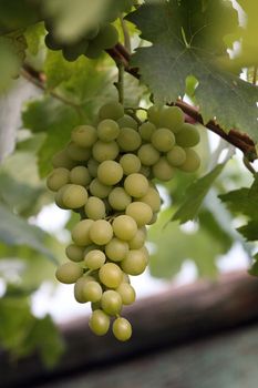grapes, cluster, plant, grape, rods, vineyards, fruit, fruits, berry, brush, leaves, branches, crop, ripe, food, meal, healthy, drink