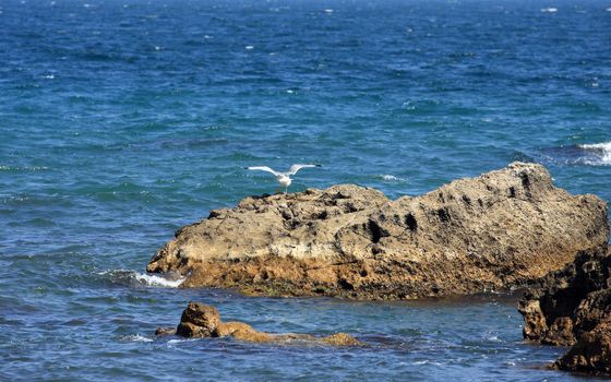 seagull, bird, reef, stone, sea, water, waves, horizon, sits