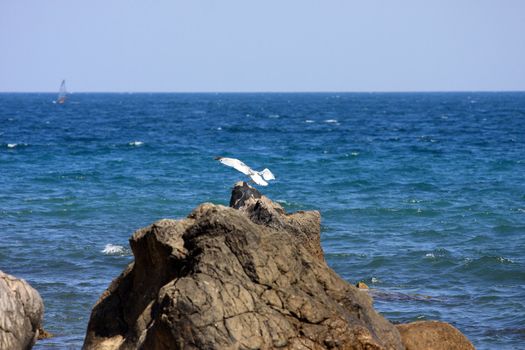 seagull, bird, reef, stone, sea, water, waves, horizon, sits