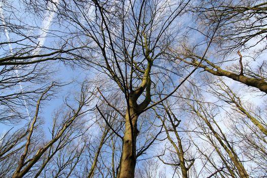 Treetops in winter forming a star pattern