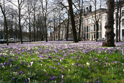 Spring flowers (crocusses) against a background of stately mansions in The Hague, Holland.