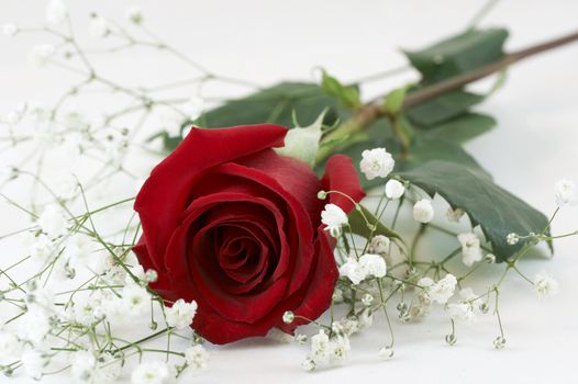 a picture of a red rose on white
