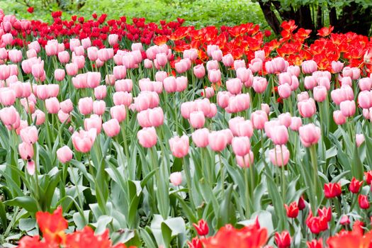 red and pink tulips on green
