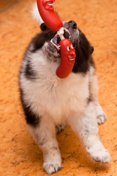 samoed puppy play with toy
