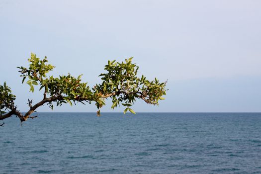 branch of pistachio-tree between sky and sea
