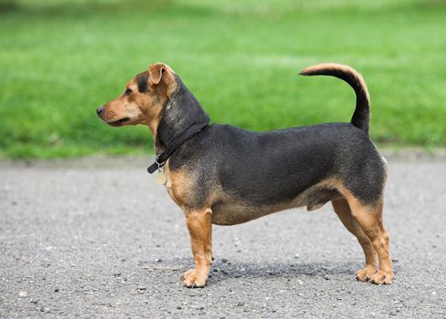 An alert black and tan terrier.