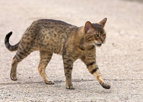 A pedigree bengal stud cat walking outdoors.